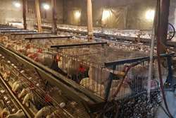 نظارت شبکه دامپزشکی طرقبه شاندیز بر بیش از یک میلیون  قطعه جوجه ریزی مرغ تخمگذار در سال 1401 